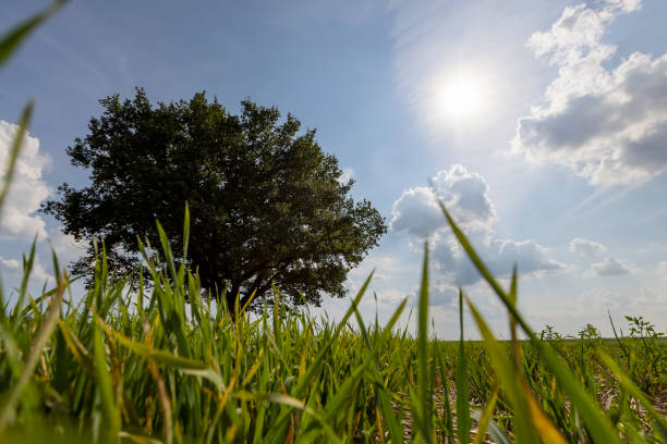 istock a lonely old oak tree with green foliage growing in a field 2160514280