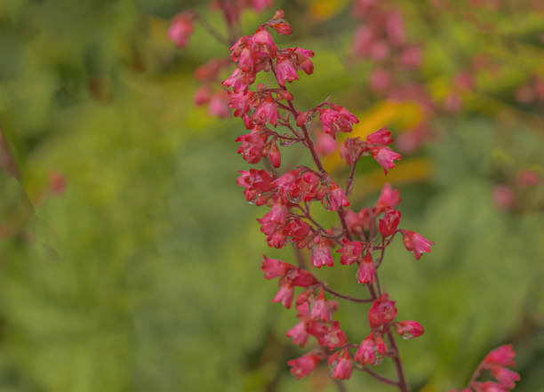 A red currant plant with rain drops on the petals. The flowers are laden with moisture.