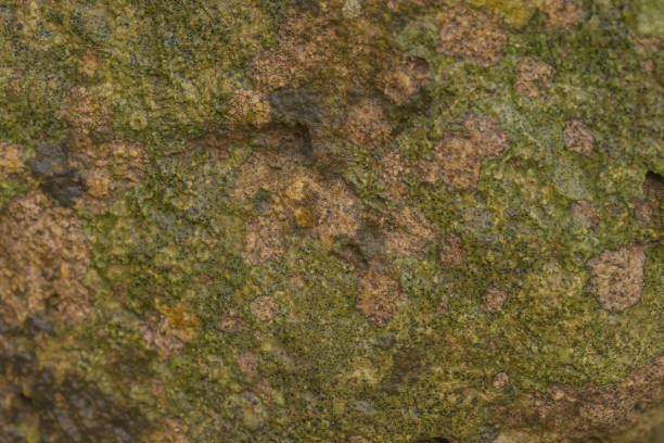 A rock covered with lichens drenched in moisture on a rainy day in the botanical garden.