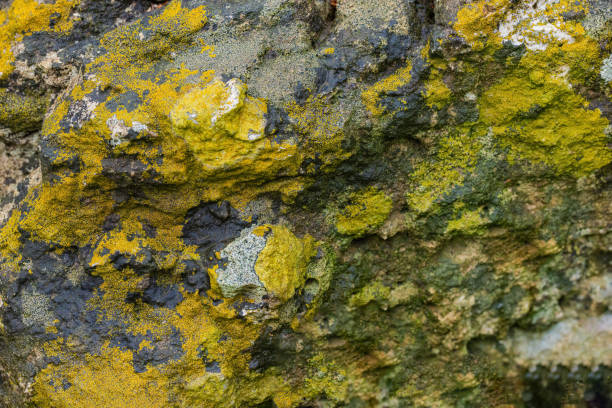 A variety of lichens saturated with moisture covers a stone.