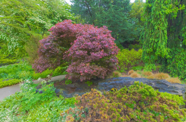 The Japanese maple stands out among the others, here in this part of the botanical  rock garden. Evergreens and other ground covers can be seen.