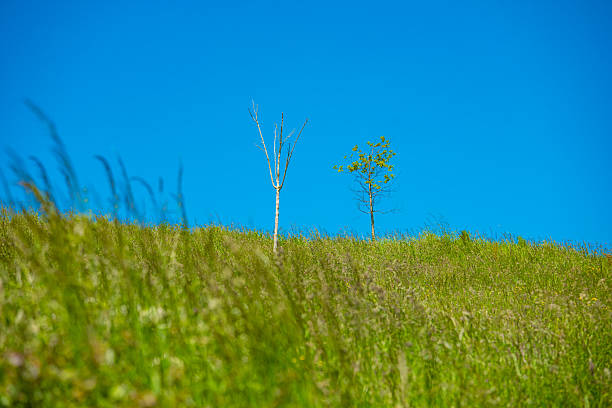 Dublin, Ireland - Lawn scenery under blue sky
