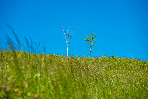 Dublin, Ireland - Lawn scenery under blue sky