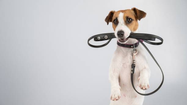 istock Jack russell terrier dog holding a leash on a white background. 2160518063