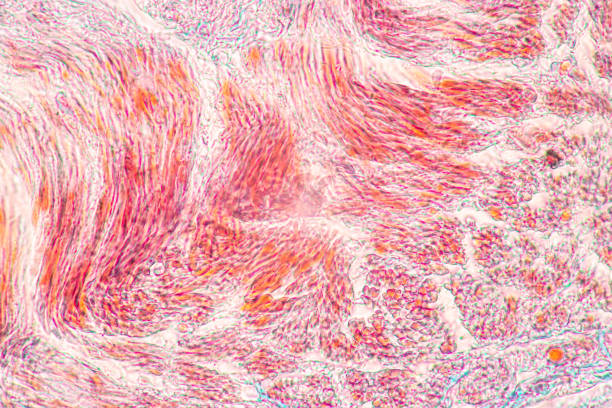 istock Showing Light micrograph of the Oesophagus human under the microscope for education in the laboratory. 2160519447