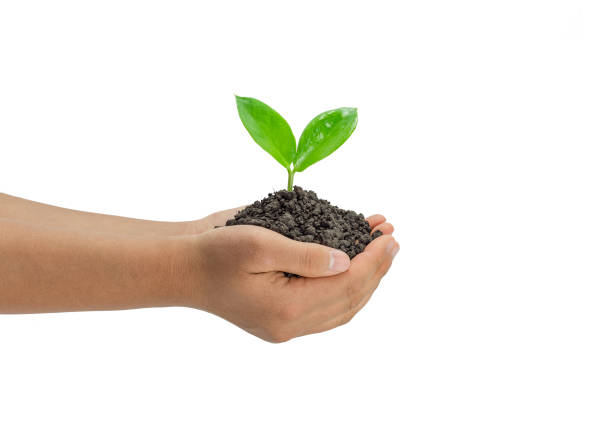istock hand holding young plant growing on soil isolate on white background 2160522539