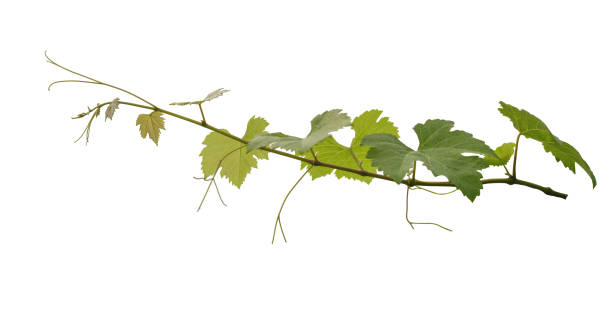 istock Green Vine leaf ivy plant isolated on white background 2160522937
