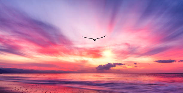 Bird Sunset Flying Inspirational Spiritual Freedom Ocean Sunrise Hope Faith Sunrise A Bird Silhouette Is Soaring Above The Colorful Clouds At Sunset sun above clouds stock pictures, royalty-free photos & images