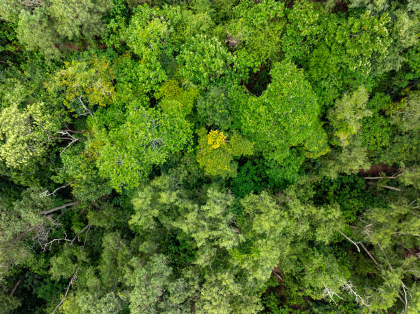 istock Aerial view Drone camera top view rainforest trees ecology with healthy environment concept and summer background,Green environment background 2160523866