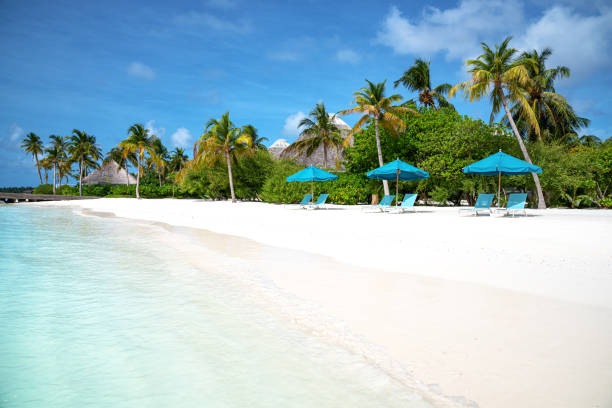 Sunny tropical paradise beach with sun loungers