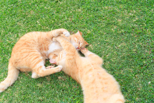 istock Two cats playing on the lawn 2160527091