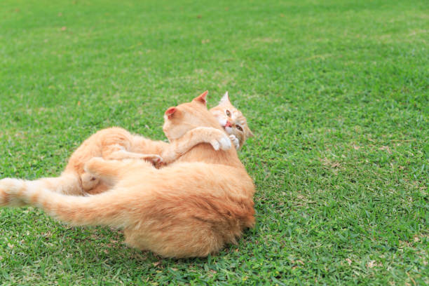 istock Two cats playing on the lawn 2160527095