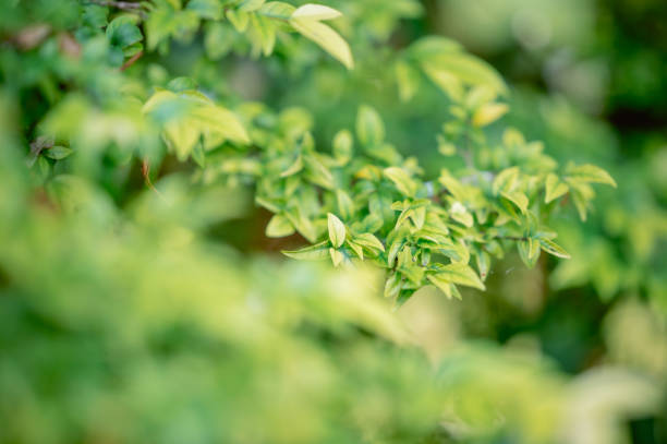 istock Nature green and yellow backgroup tree with bokeh leaves with sunlight 2160527697