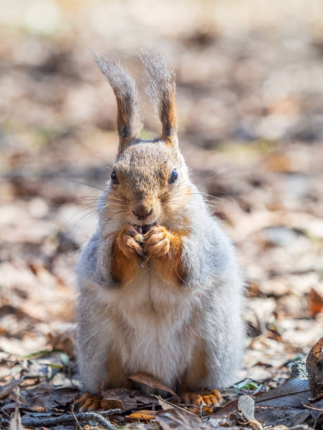 istock Squirrel in autumn or spring with nut on the green grass with fallen yellow leaves 2160528100