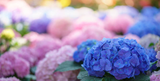 istock Closeup of blue Hydrangea flower under sunlight with copy space  background natural green plants landscape, ecology wallpaper cover page concept. 2160531885