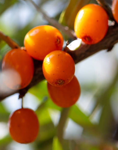 istock Ripe sea buckthorn on a tree in summer. Macro 2160531989