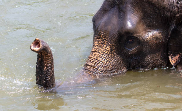istock An elephant bathes in the river. Close-up 2160532506