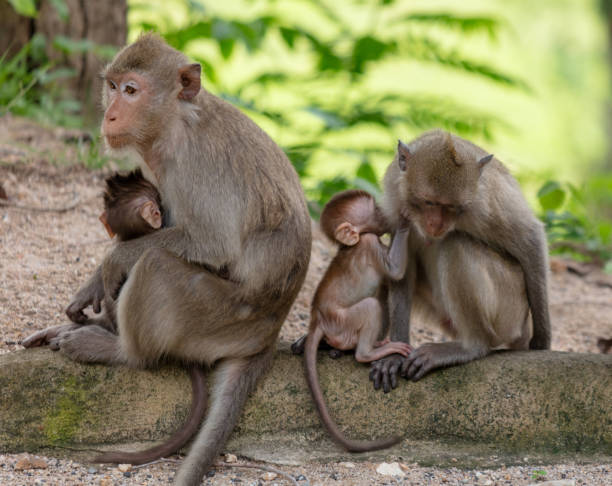 istock Monkey with baby in tropical park 2160532593