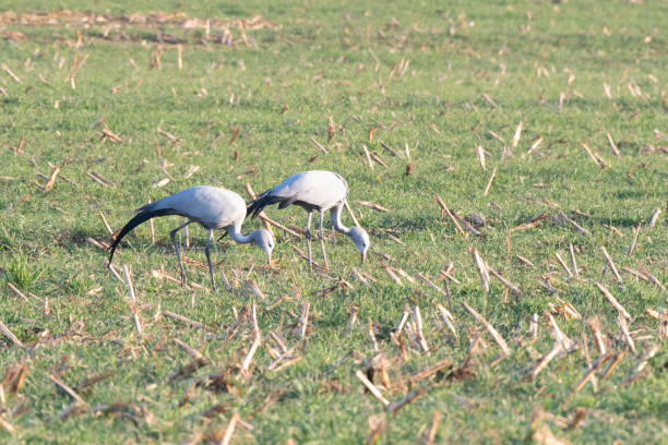 Pair of Blue Cranes