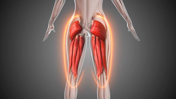 istock Animation of the hamstring and gluteus muscles 2160534825