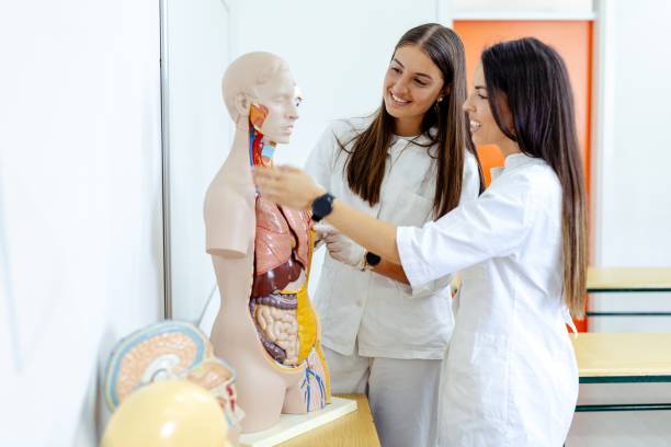 istock Two students examining human anatomy model in classroom. 2160536878