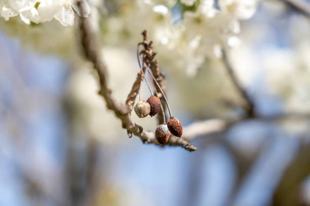 A branch with a few dried up acorns on it. The acorns are hanging from the branch and are not very big