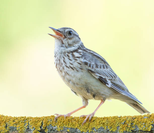 istock Woodlark, Lullula arborea. Singing bird on a beautiful blurred background 2160537094