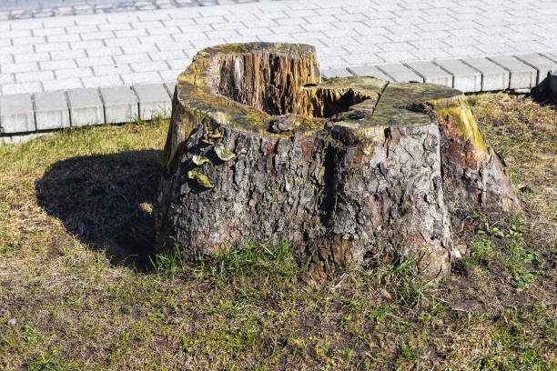 An old pine tree stump with a rotted middle near the sidewalk in the city in early spring during the day