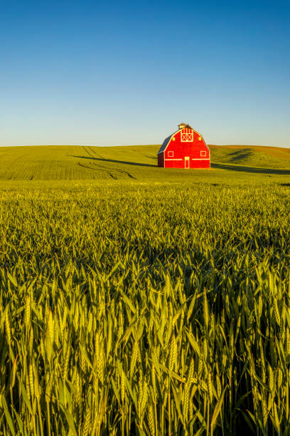 istock Red Barn in the Palouse 2160538588
