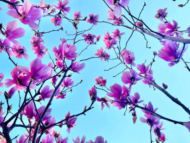 istock Blossom background with pink magnolia flower 2160539770