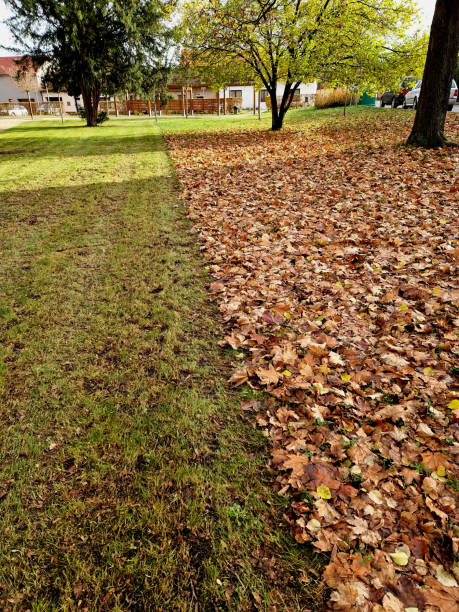 istock mowing with leaf collection. will be collected by the lawnmower. the difference between a manicured lawn and a leaf-covered surface of a meadow. an advertisement for a gardening company 2160540944