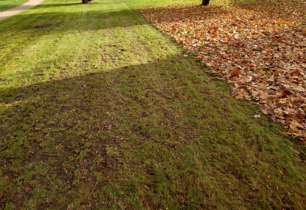 istock mowing with leaf collection. will be collected by the lawnmower. the difference between a manicured lawn and a leaf-covered surface of a meadow. an advertisement for a gardening company 2160540953