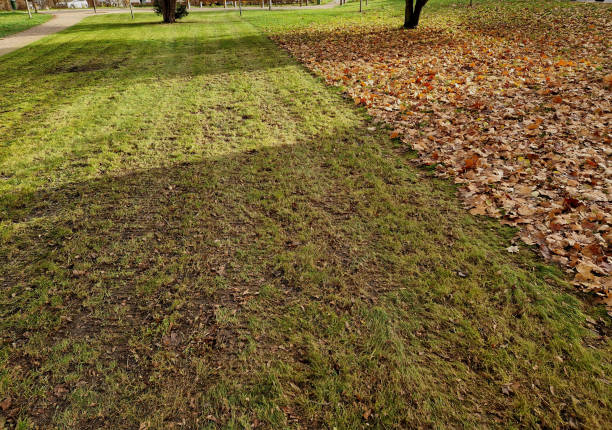 istock mowing with leaf collection. will be collected by the lawnmower. the difference between a manicured lawn and a leaf-covered surface of a meadow. an advertisement for a gardening company 2160540961