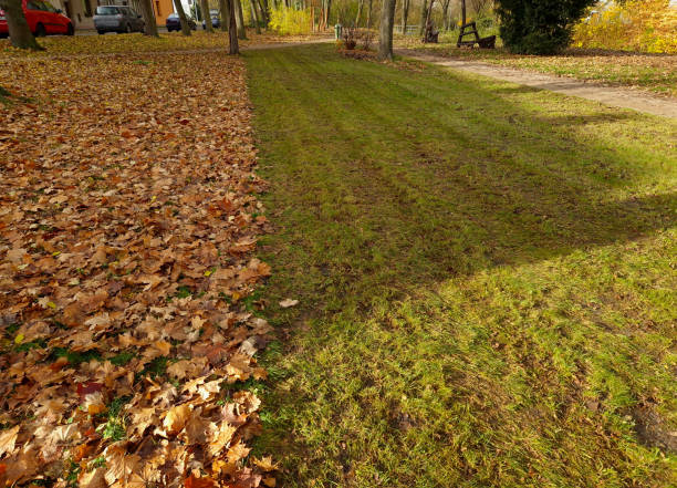 mowing with leaf collection. will be collected by the lawnmower. the difference between a manicured lawn and a leaf-covered surface of a meadow. an advertisement for a gardening company