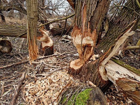 Castor Tree Trunk Castor Fiber Beaver European Felling Trees By Biting Gnawing Teeth ...