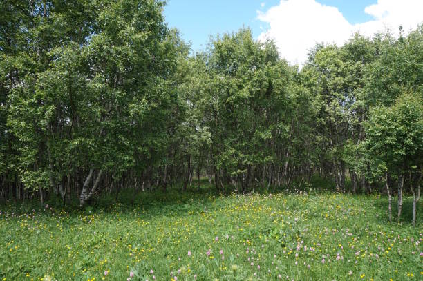 istock A meadow of blooming wildflowers with trees. 2160542001