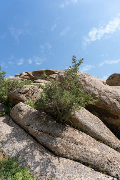 A small plant is growing on a rocky hillside. The sky is clear and blue, and the plant is surrounded by rocks. Concept of resilience and strength, as the plant is able to grow