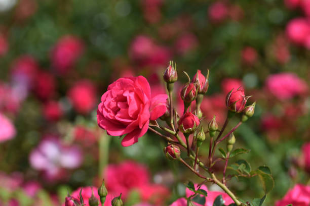 istock Red roses (Rosa sp) grown in a garden 2160542715