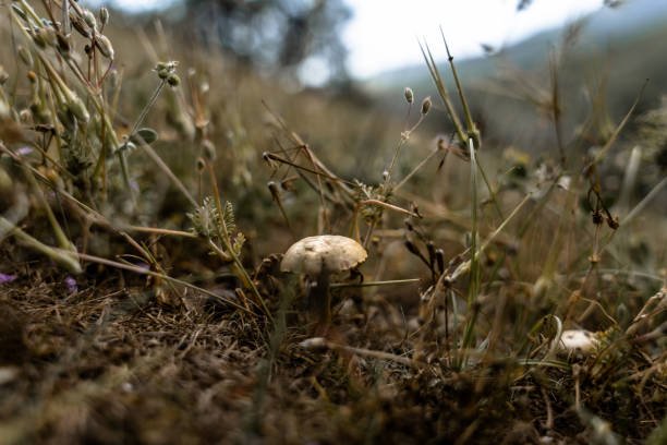 A mushroom is sitting on the ground in a field. The field is dry and brown, and the mushroom is the only living thing in the scene