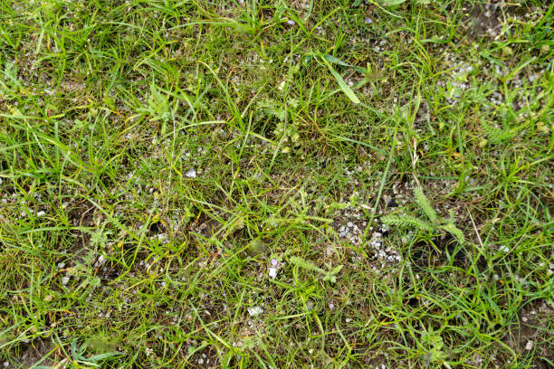 istock A patch of grass with some dirt and rocks in it 2160543783