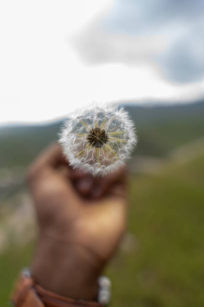 istock A hand holding a dandelion flower 2160544018