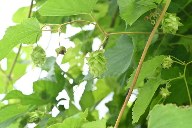 istock The female flower of hops. 2160544151