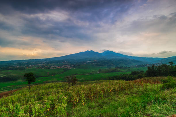 istock Beautiful views of vast green rice fields. 2160544405