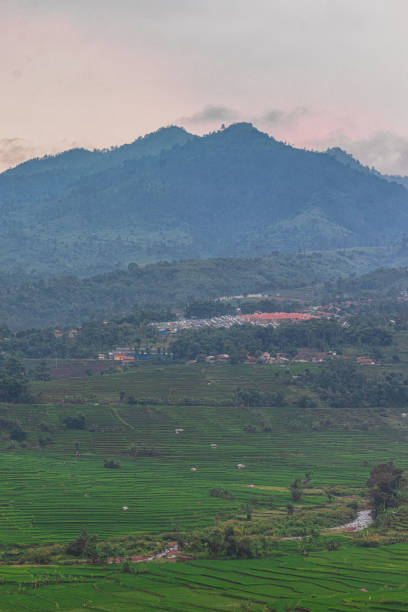 istock Beautiful views of vast green rice fields. 2160544455