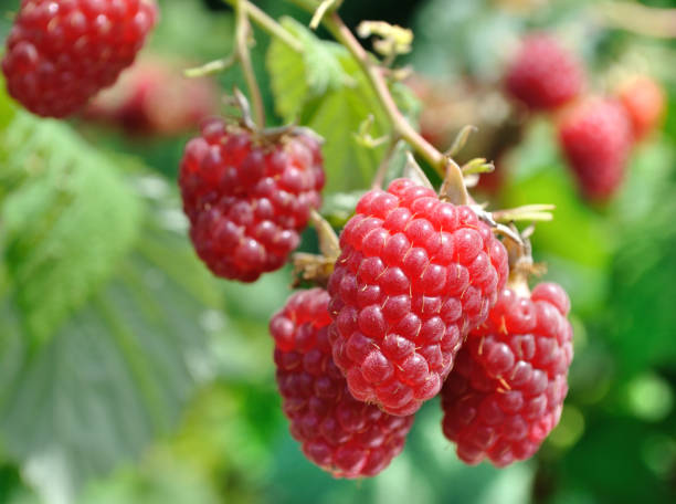 istock close-up of ripening organic raspberry branch 2160544521