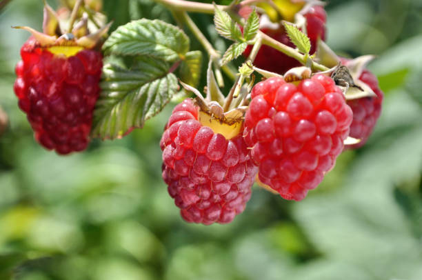 istock close-up of ripening organic raspberry branch 2160544527
