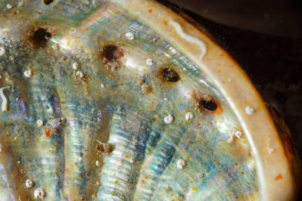 istock Sea shell Green ormer shell  Sea life  Underwater abstract 2160544851