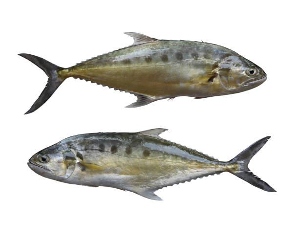 istock Freshness Talang queenfish isolated on white. 2160544981