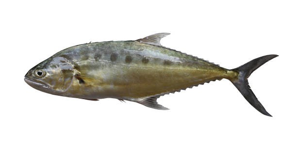 Freshness Talang queenfish isolated on white.