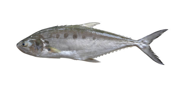 istock Freshness Talang queenfish isolated on white. 2160545005